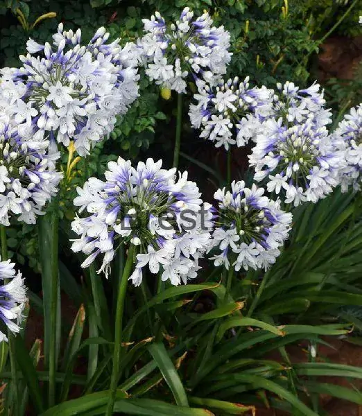 Agapanthus 'Twister'